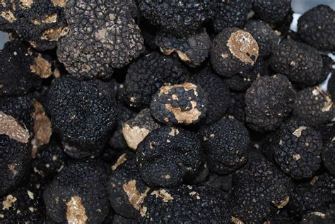 Hunting Black Truffles - Hunting Black Truffles With A Dog