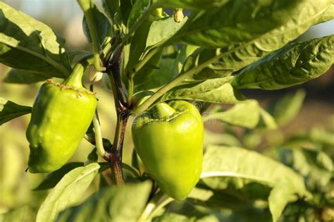 Green Bell Pepper Branch in Garden Stock Image - Image of bell ...