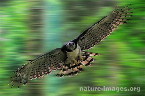 Harpy Eagle Panama In Flight – Nature-images.org