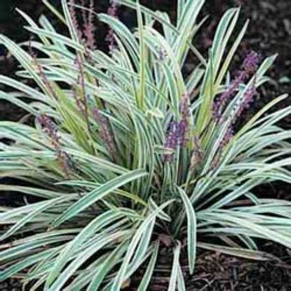 Liriope – Variegated (Spicata) | Naples Florida