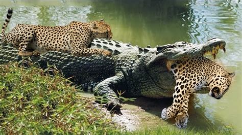 Amazing… Ferocious Crocodile Fights Madly And Kills Leopard To Save His Kind – Way Daily