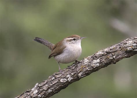 Bewick's Wren: Field Guide, Pictures, Habitat & Info - Optics Mag