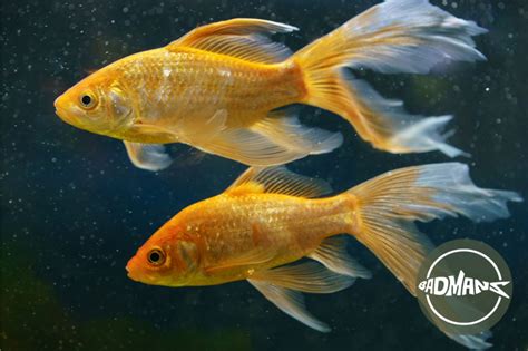 Male Vs Female Goldfish: The Best Guide To Determine The Gender - Badman's Tropical Fish