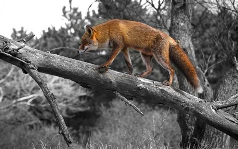 Brown fox climbing a tree HD wallpaper | Wallpaper Flare