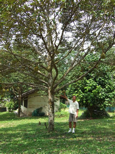 #DurianMayhem Can you spot the many durian fruits growing among the ...