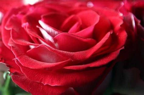 Free picture: red, rose, petals