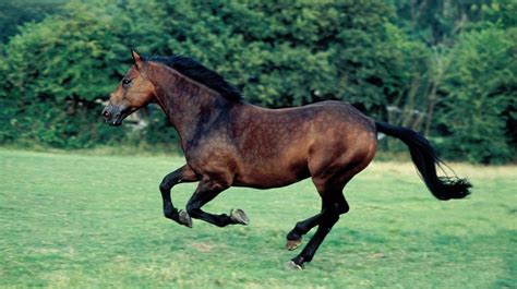 Top 9 British Horse Breeds You Should Learn About