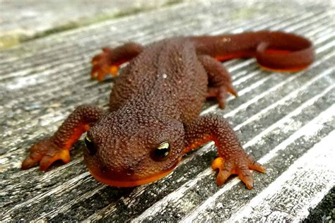 Newts: Facts and List of Types With Pictures | Amphibian Fact