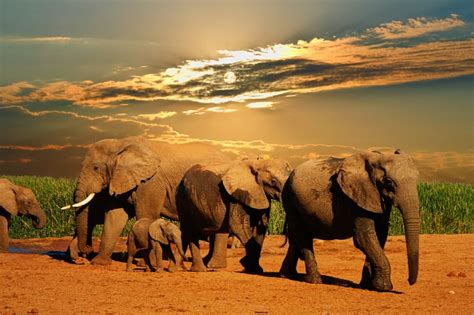 Best Safaris in South Africa - Wanted in Africa