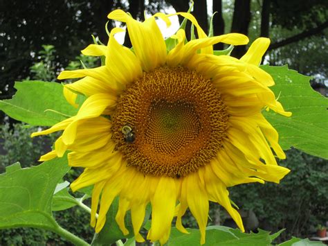 2015 - Year of the Sunflower - Growing Family