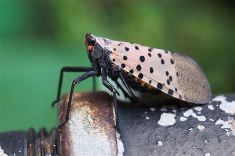 Can You Identify a Spotted Lantern Fly? - Keil Tree Experts, Inc.