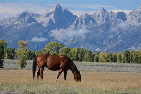 Free Images : landscape, nature, wilderness, field, meadow, prairie ...