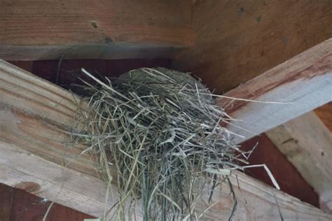 How Bird Nest Removal Works and Why It’s Important - Precise Termite & Pest Control