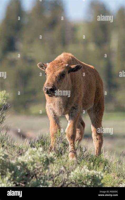 Bison calf in Yellowstone Stock Photo - Alamy