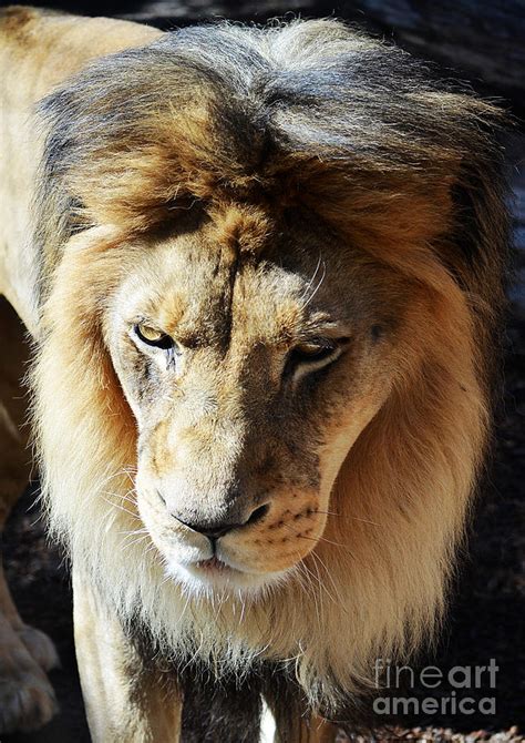 Lion Head Face Eyes Mane Front View Photograph by Shawn O'Brien