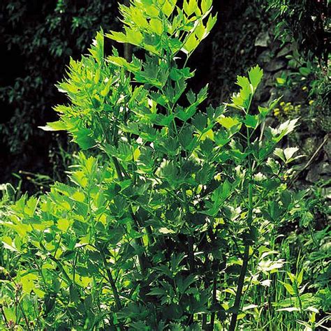 Buy Herb 'Lovage' (Organic) - Seeds | Organic Gardening Catalogue