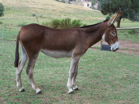 Donkey Breeds - Donkey Society of Victoria INC