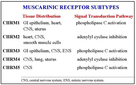 Tissue distribution and signal transduction pathways of the five ...