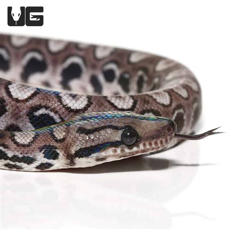 Brazilian Rainbow Boa For Sale - Underground Reptiles