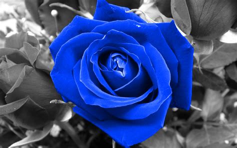 Free Blue Rose Wallpapers - Wallpaper Cave