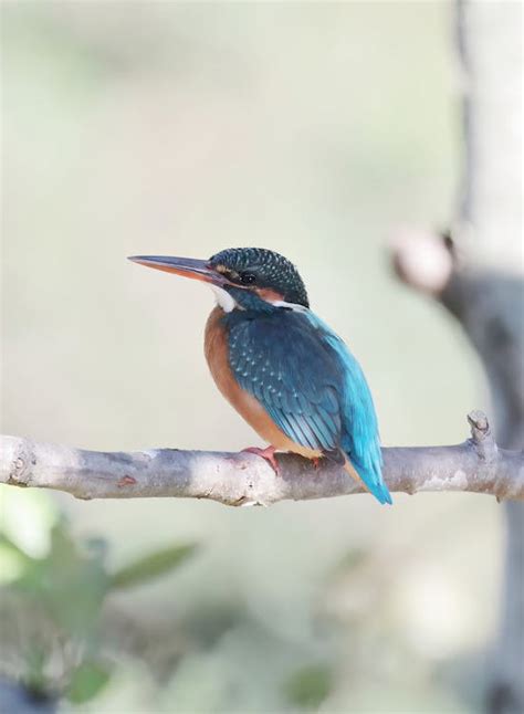 Close up of Kingfisher on Branch · Free Stock Photo