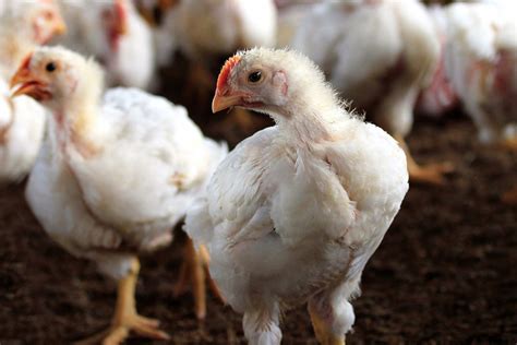 Slowing broiler growth with nutritional interventions - Poultry World