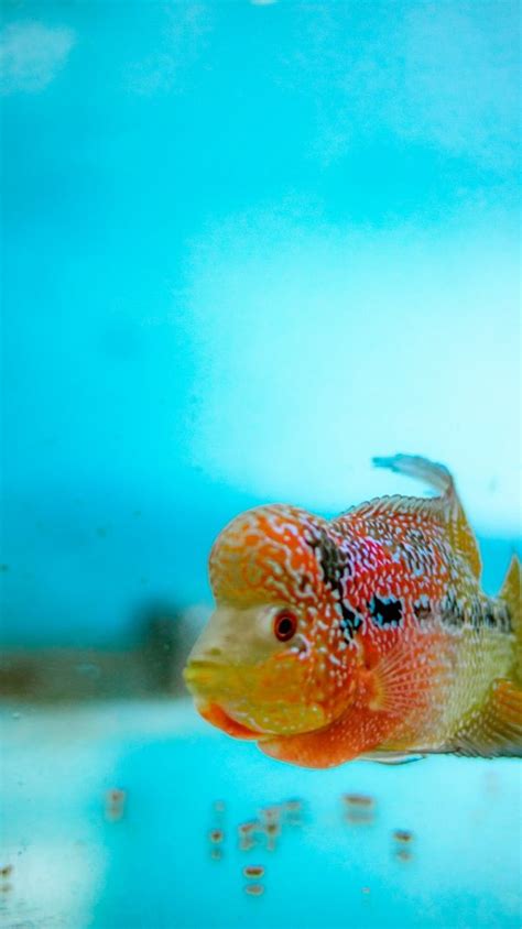 Flowerhorn Cichlid: Care Guide, Breeding, Tank Size & Disease