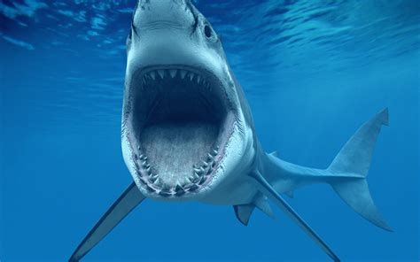 Shark Attack Wallpaper