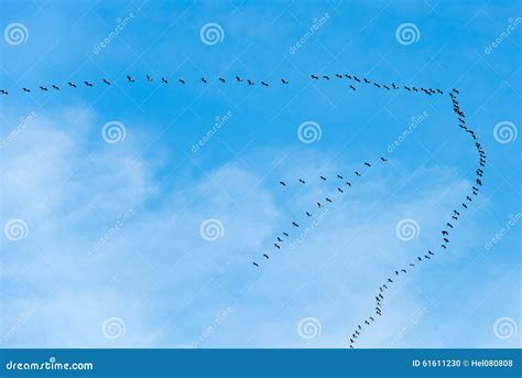 Flying Goose, Migration Birds, Formation Flight Stock Photo - Image of flight, goose: 61611230