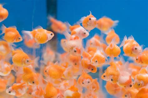 Fish and Aquarium blog: Baby Goldfish