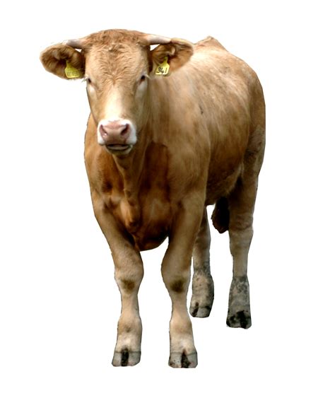 brown Cow PNG image