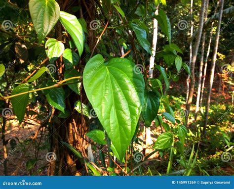 Big Green Paan Leaf on the Tree Stock Image - Image of isolated ...