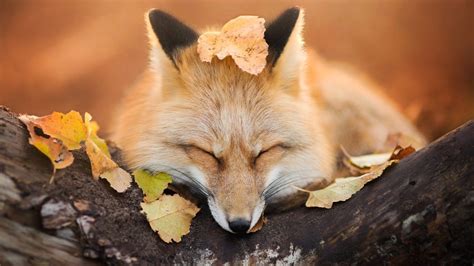 Wallpaper : 1920x1080 px, animals, depth of field, fall, fox, leaves, muzzles, nature ...