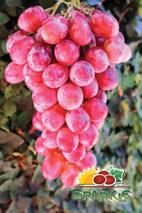 Sunview Marketing International is enthusiastic about California table grapes | Produce News