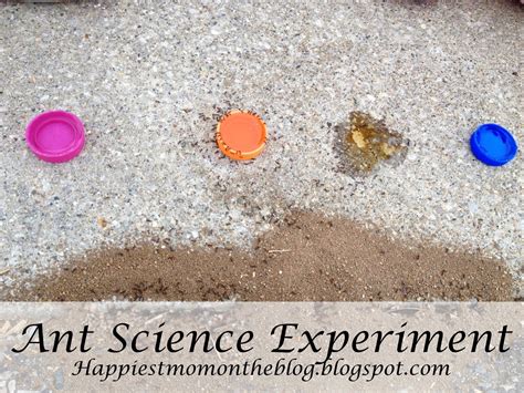 Ant Science Experiment | Ants science, Science experiments, Experiments