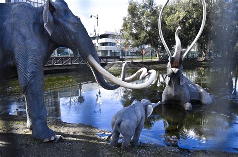 Opinion: Don't move the mammoths at La Brea Tar Pits - Los Angeles Times