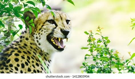 2,982 Cheetah Face Close Images, Stock Photos & Vectors | Shutterstock