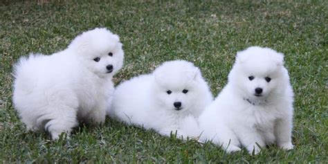 Spitz Dog Breed Information, Images, Characteristics, Health