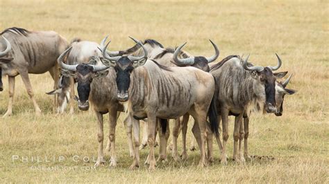 Wildebeest Herd, Amboseli National Park, Kenya, Connochaetes taurinus