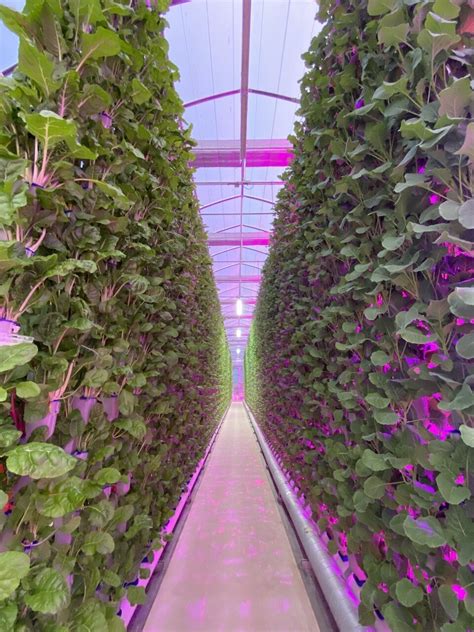 The Next Evolution: Hydroponic Vertical Farms | Eden Green