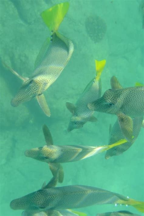 Best time for Snorkeling in Cabo San Lucas 2024 - Best Season | Cabo ...