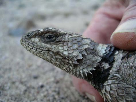 Lizards of the Southwest