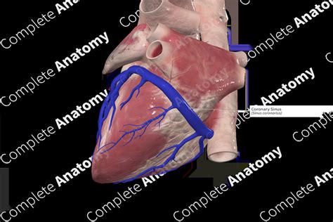 Coronary Sinus | Complete Anatomy