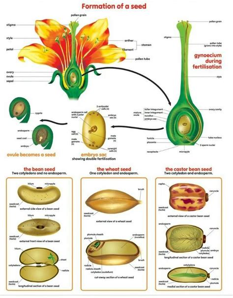 structure of flower with process of seed formation - Brainly.in