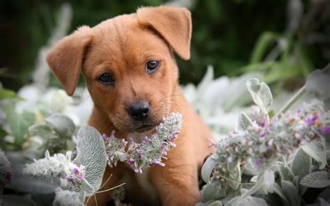 Puppy Wallpaper Desktop (53+ images)