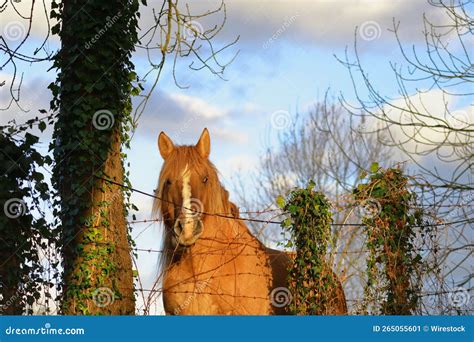 Brown horse on the farm stock image. Image of wild, greenery - 265055601