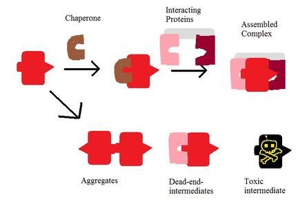 Chaperone Proteins | Definition & Functions | Study.com