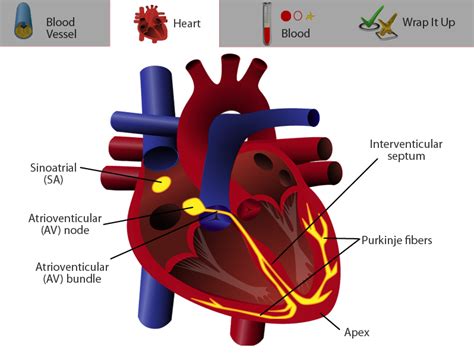 Cow Heart Diagram