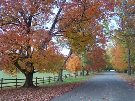 Blue Ridge Mountain Home: Fall Foliage in Loudoun County, Virginia