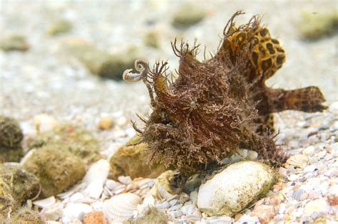 Batfish Facts | ROLLING HARBOUR ABACO